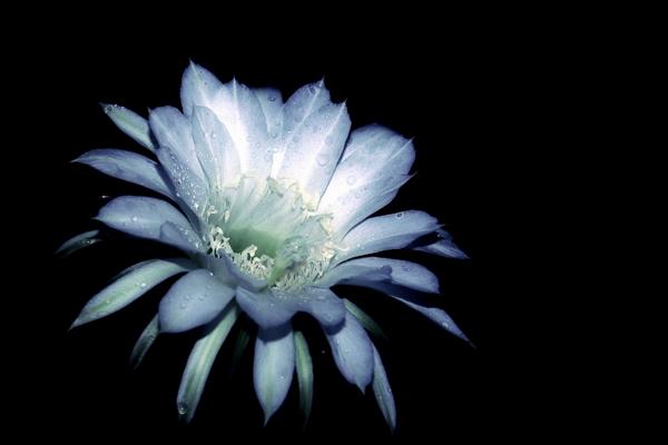 曇花圖片大全（開花） 曇花特點與簡介