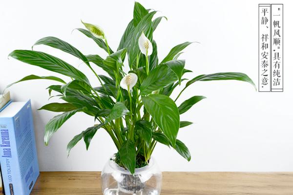 家庭白掌水培養殖方法 白掌不開花的原因及解決方法