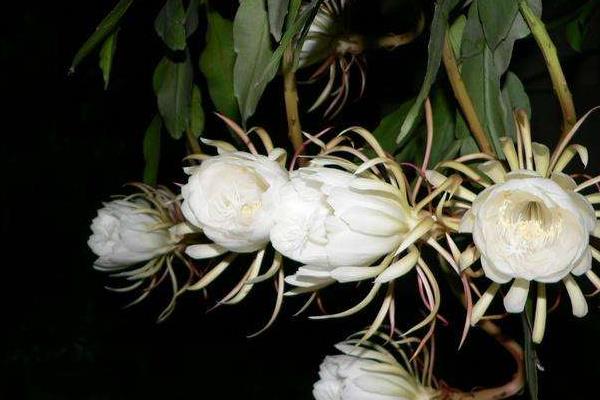 曇花市場價格多少錢一盆  盆栽曇花怎么養