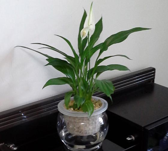 家庭白掌水培養殖方法 白掌不開花的原因及解決方法