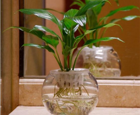 家庭白掌水培養殖方法 白掌不開花的原因及解決方法