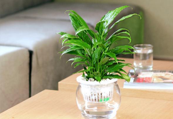 家庭白掌水培養殖方法 白掌不開花的原因及解決方法