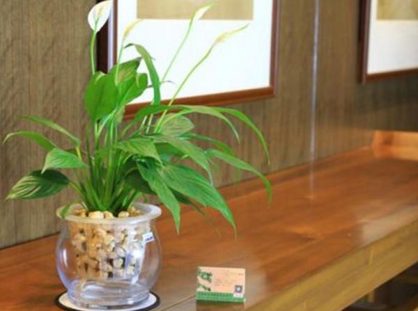 家庭白掌水培養殖方法 白掌不開花的原因及解決方法