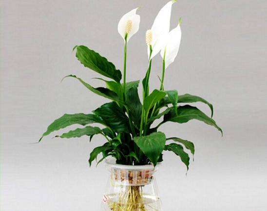 家庭白掌水培養殖方法 白掌不開花的原因及解決方法