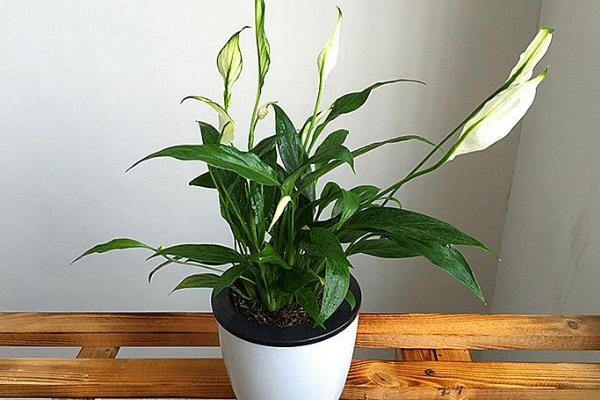 家庭白掌水培養殖方法 白掌不開花的原因及解決方法