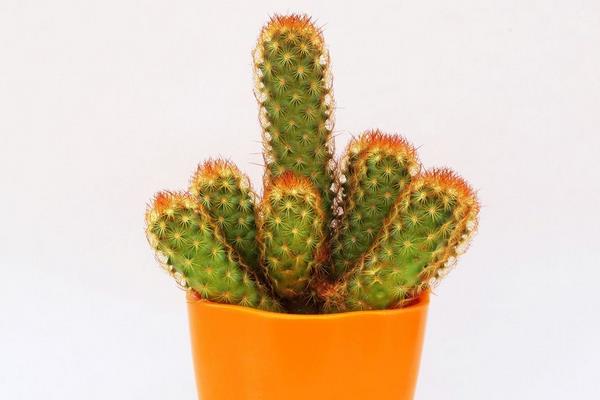 金手指多肉繁殖方法 多肉金手指怎么澆水