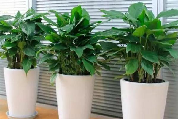 家庭養(yǎng)萬年青對(duì)風(fēng)水的作用 家里養(yǎng)萬年青有哪些好處