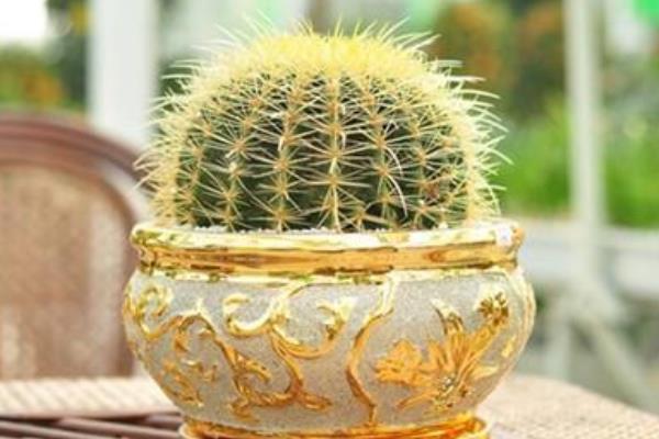 金琥球養(yǎng)殖方法與注意事項(xiàng) 金琥球怎么養(yǎng)