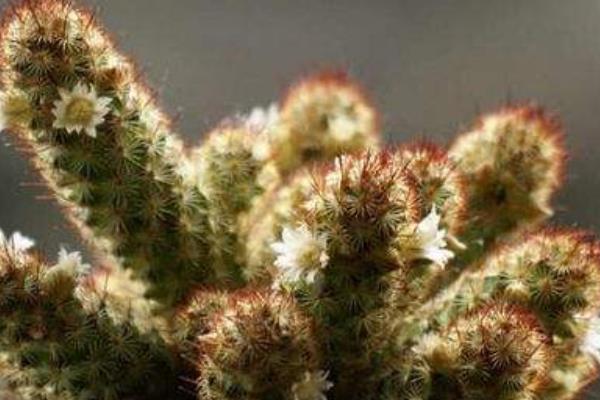 金手指多肉繁殖方法 多肉金手指怎么澆水