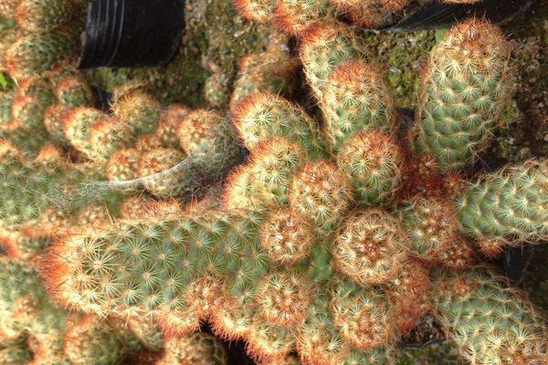 金手指多肉繁殖方法 多肉金手指怎么澆水