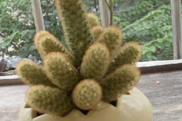 金手指多肉繁殖方法 多肉金手指怎么澆水