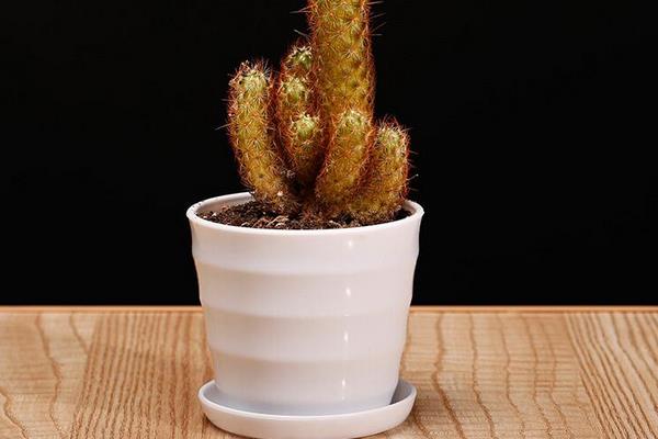 金手指多肉繁殖方法 多肉金手指怎么澆水