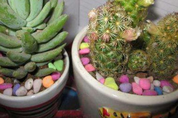 金手指多肉繁殖方法 多肉金手指怎么澆水