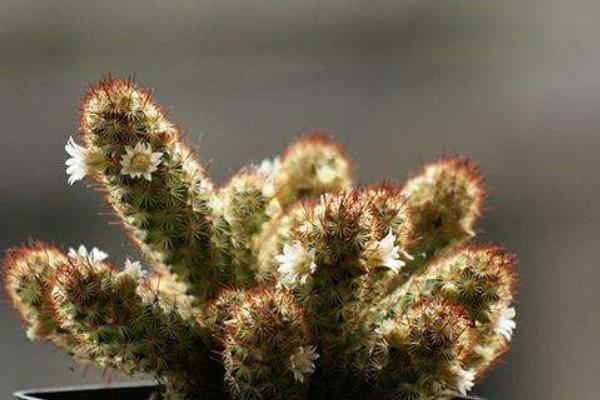 金手指多肉繁殖方法 多肉金手指怎么澆水