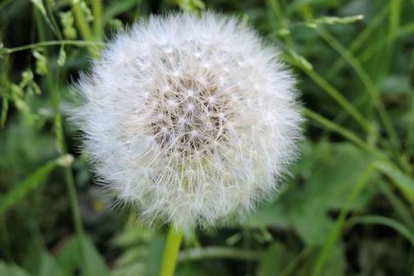 蒲公英根市場價格多少錢一斤 蒲公英的田間管理 