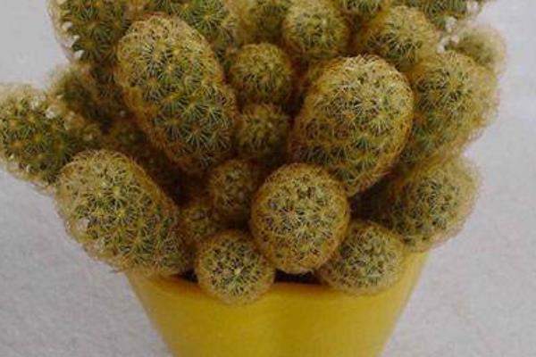 金手指多肉市場價格多少錢一盆  金手指的養殖方法