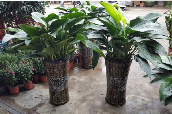 金鉆葉子發黃下垂怎么辦 金鉆爛根的原因及解決辦法