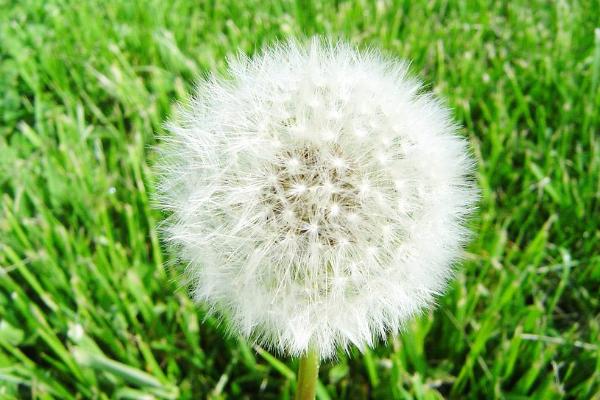 新鮮蒲公英怎么吃 蒲公英的花能吃嗎