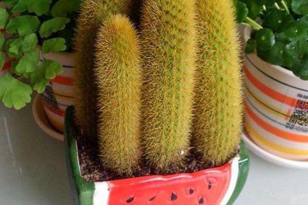 金手指多肉市場價格多少錢一盆 金手指的養(yǎng)殖方法