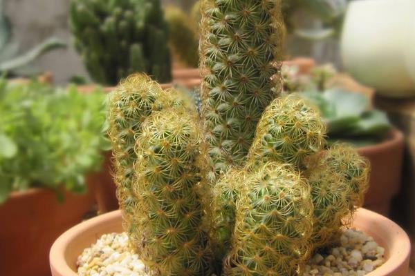 金手指多肉市場價格多少錢一盆 金手指的養(yǎng)殖方法