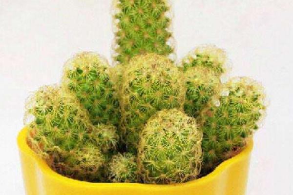 金手指多肉市場價格多少錢一盆 金手指的養(yǎng)殖方法