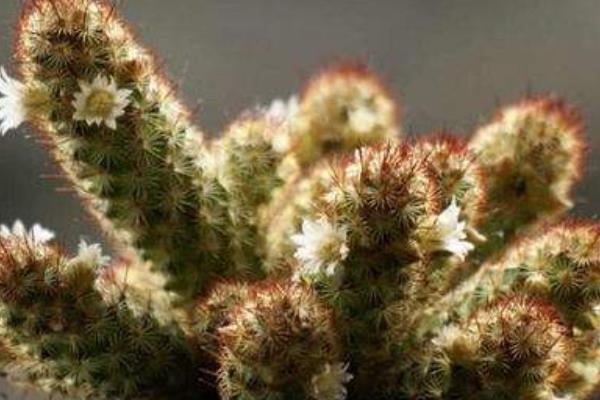 金手指多肉市場價格多少錢一盆 金手指的養(yǎng)殖方法