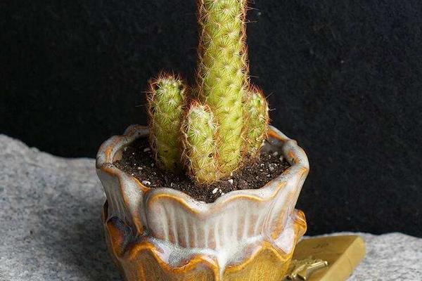 金手指多肉市場價格多少錢一盆 金手指的養(yǎng)殖方法