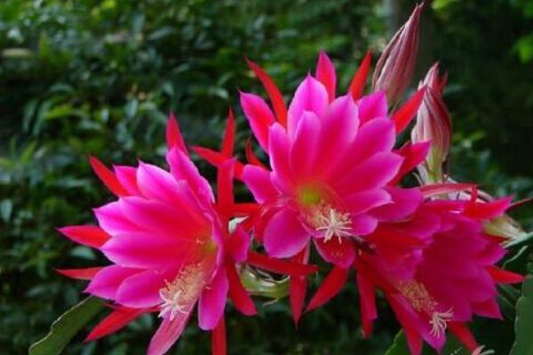 令箭荷花幾年開花(什么時候開) 怎樣讓令箭荷花多開花