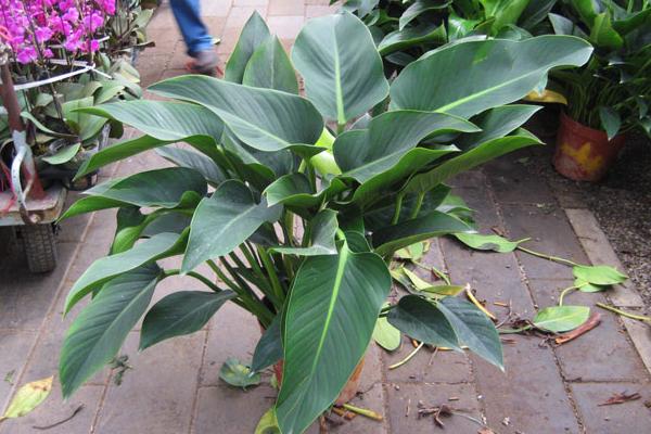 金鉆葉子發黃下垂怎么辦 金鉆爛根的原因及解決辦法