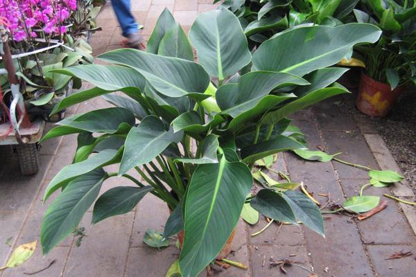 金鉆怎么養 家庭金鉆養殖方法及注意事項