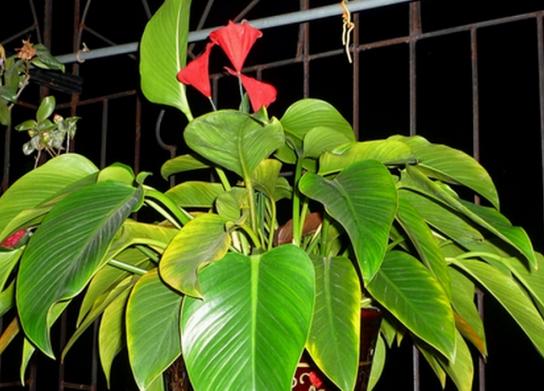 金鉆葉子發黃下垂怎么辦 金鉆爛根的原因及解決辦法