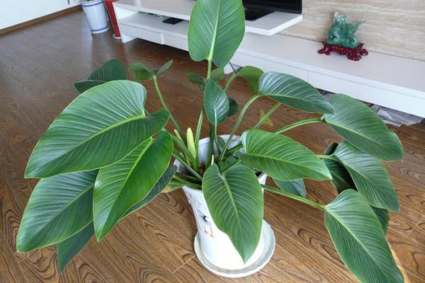 金鉆葉子發黃下垂怎么辦 金鉆爛根的原因及解決辦法