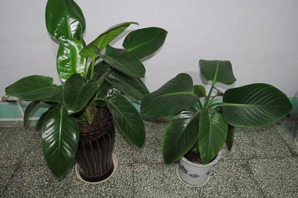 金鉆葉子發黃下垂怎么辦 金鉆爛根的原因及解決辦法