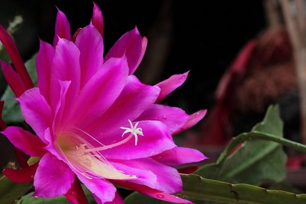 令箭荷花幾年開花(什么時候開) 怎樣讓令箭荷花多開花