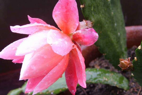 令箭荷花幾年開花(什么時候開) 怎樣讓令箭荷花多開花