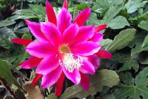 令箭荷花幾年開花(什么時候開) 怎樣讓令箭荷花多開花