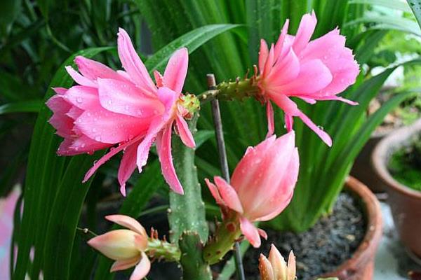 令箭荷花幾年開花(什么時候開) 怎樣讓令箭荷花多開花