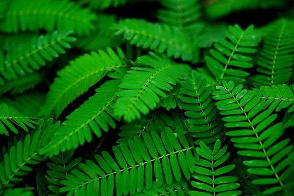 含羞草開花嗎 含羞草什么季節開花（幾月）