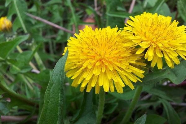 新鮮蒲公英怎么吃 蒲公英的花能吃嗎