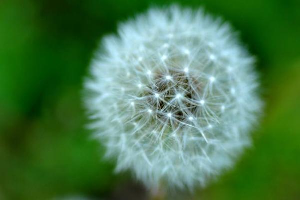 新鮮蒲公英怎么吃 蒲公英的花能吃嗎