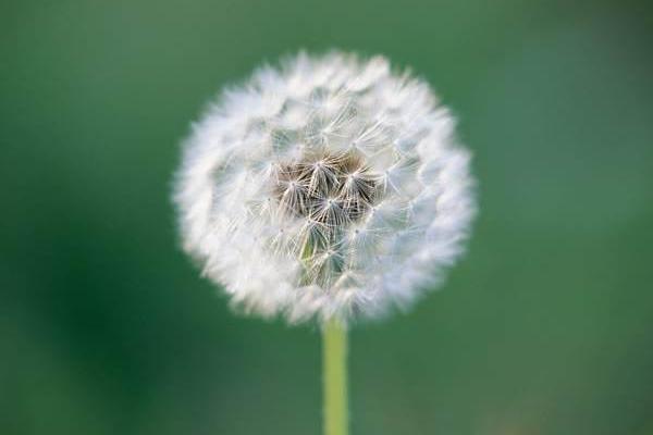 蒲公英根和什么一起泡 蒲公英葉好還是蒲公英根好