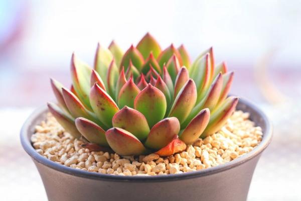 多肉配土方法與技巧 如何養好多肉植物