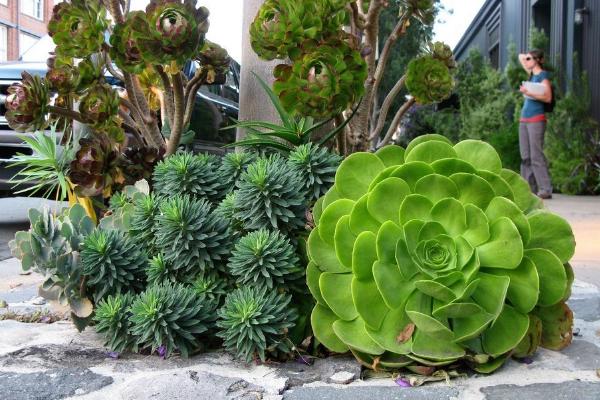 巨型多肉品種大全（圖解） 體型較大的多肉品種有哪些