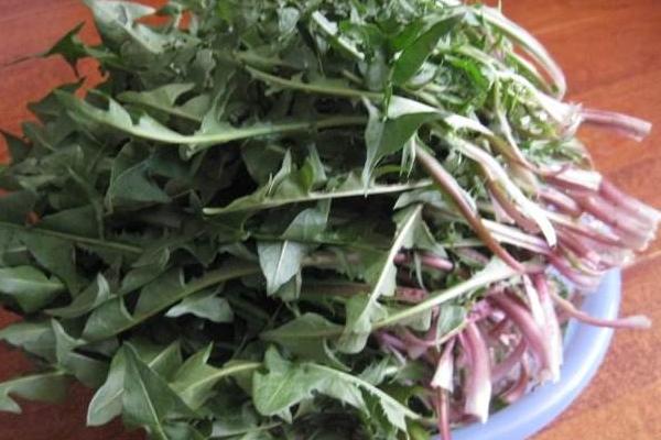 蒲公英根和什么一起泡 蒲公英葉好還是蒲公英根好