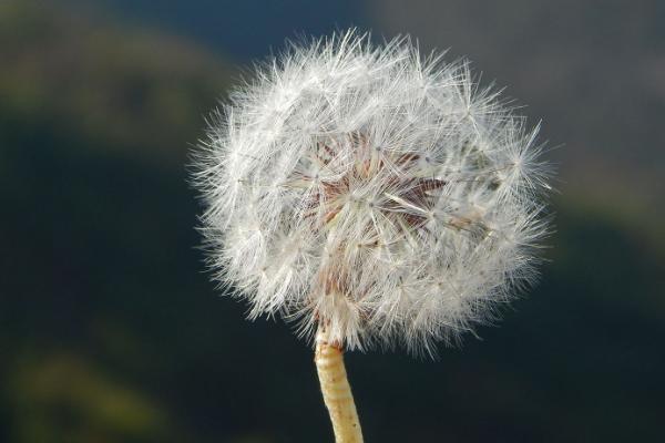 蒲公英根和什么一起泡 蒲公英葉好還是蒲公英根好