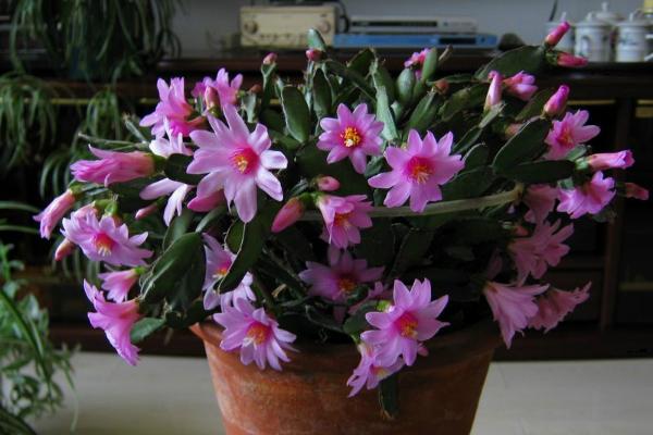 落花之舞圖片大全（含開花） 落花之舞特點與簡介