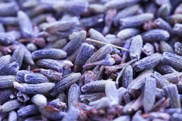 薰衣草種子市場價格多少錢一斤 薰衣草的花期怎么養護