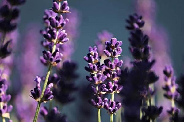 薰衣草種子市場價格多少錢一斤 薰衣草的花期怎么養護