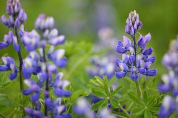 薰衣草種子市場價格多少錢一斤 薰衣草的花期怎么養護