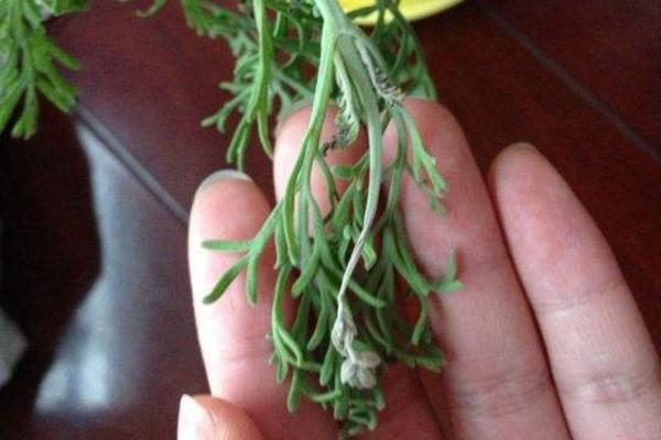 薰衣草種子市場價格多少錢一斤 薰衣草的花期怎么養護